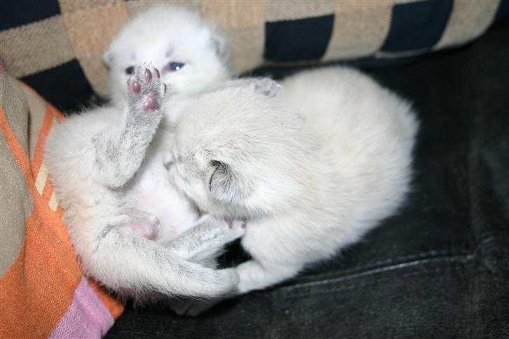 Blanding af racer Janus - Janus og bror, Janus er til venstre. billede 13