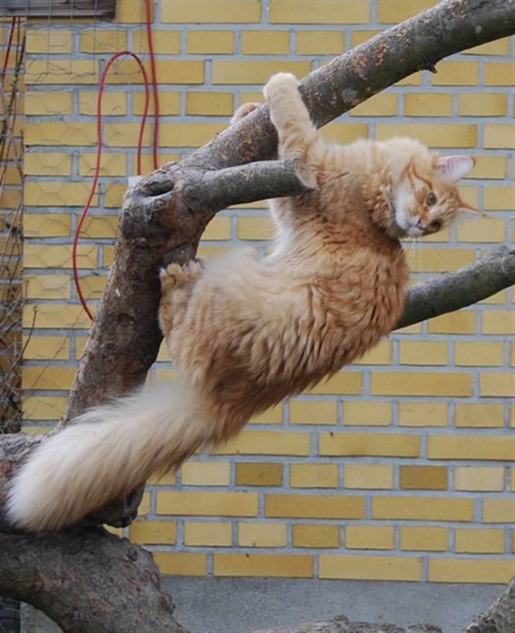 Maine Coon Vingsted´s Cassanova billede 11