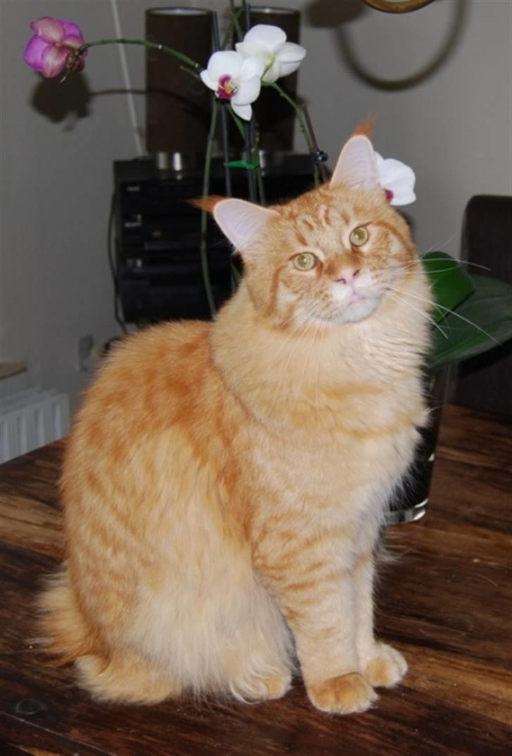 Maine Coon Vingsted´s Cassanova billede 12