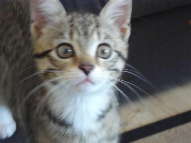 Huskat Luffe billede 1