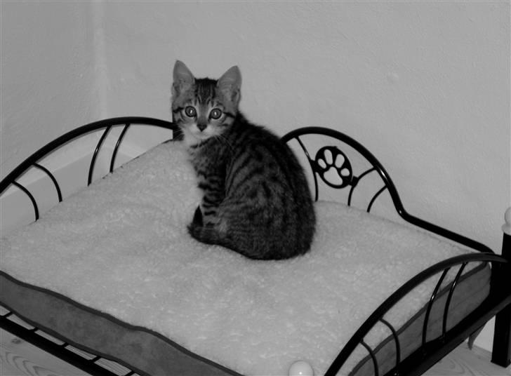 Huskat Luffe - Luffe den første dag vi fik den billede 2