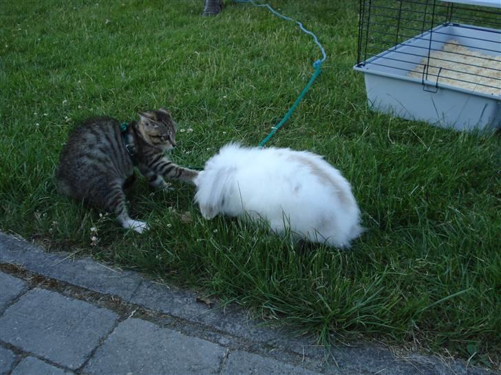 Huskat Luffe - Luffe og Bimse kanin billede 3