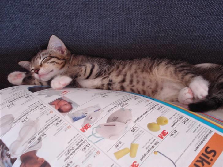 Huskat Luffe - Luffe tager sig en lille lur billede 4