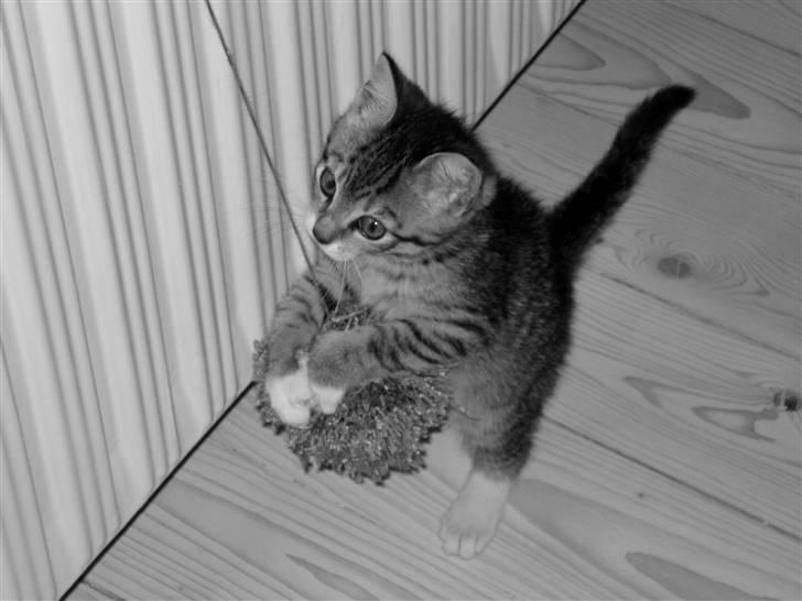 Huskat Luffe - Luffe leger billede 5