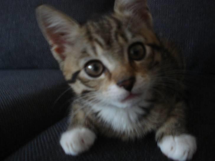 Huskat Luffe billede 6