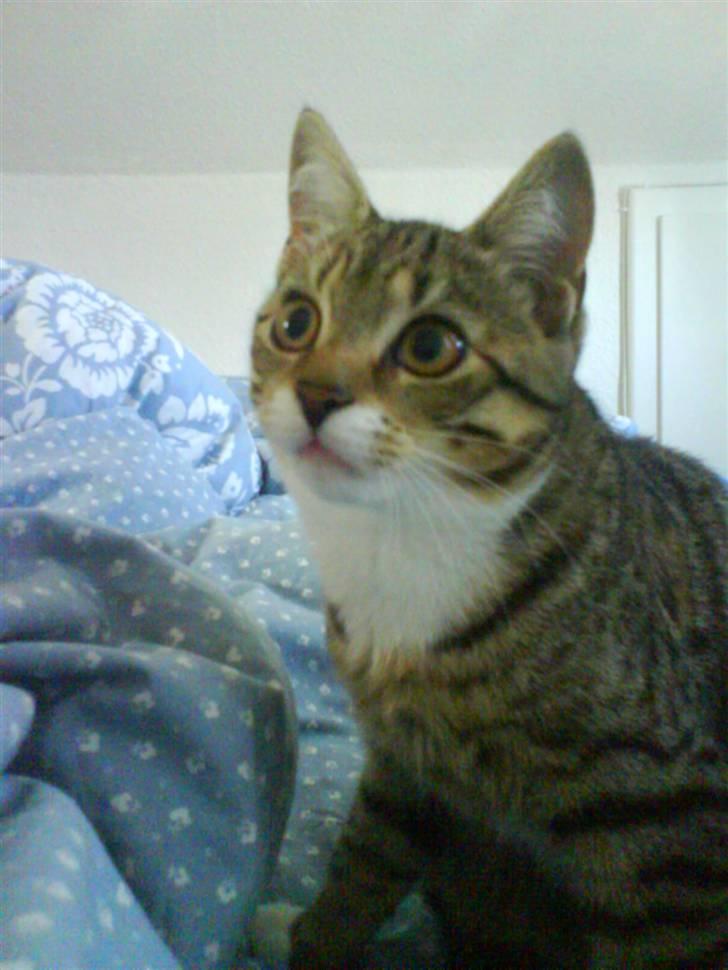 Huskat Luffe - Luffe som ca. 5 mdr billede 7