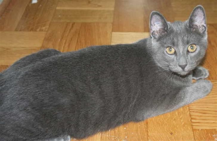 Huskat Sigurd Fafnersbane billede 2