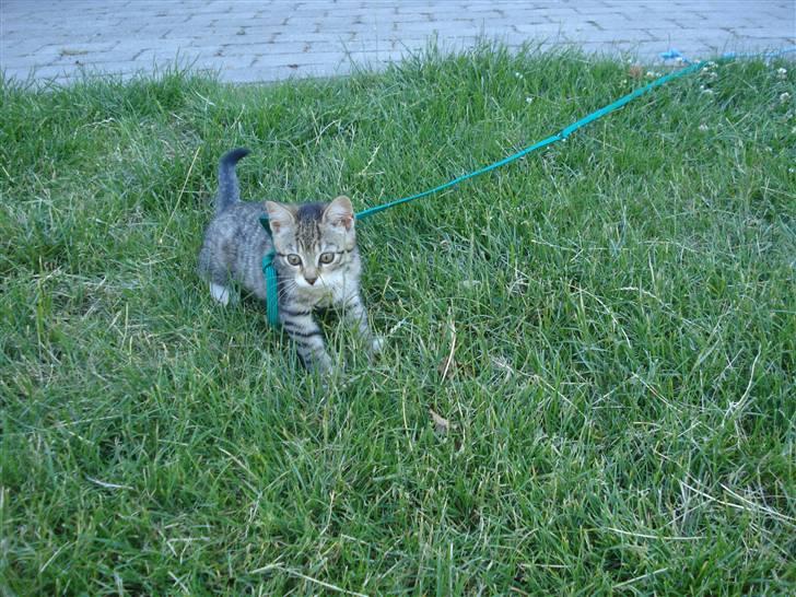 Huskat Luffe billede 8