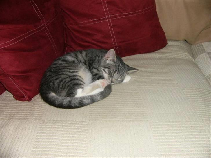 Huskat Phoebe billede 7