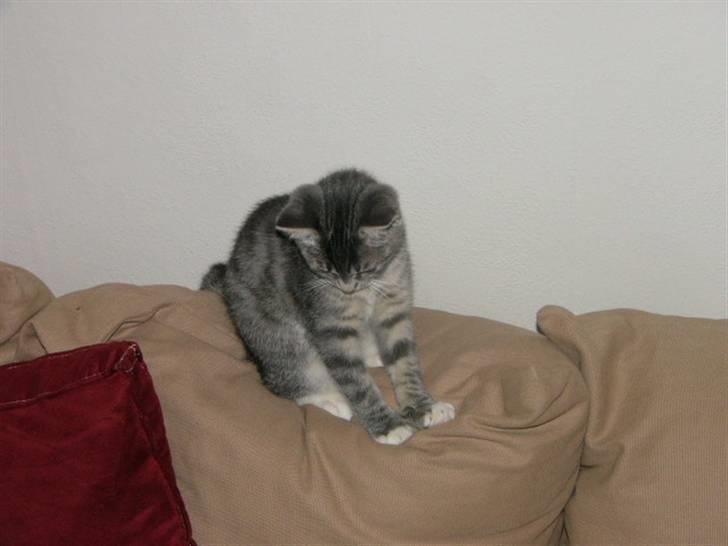 Huskat Phoebe billede 8