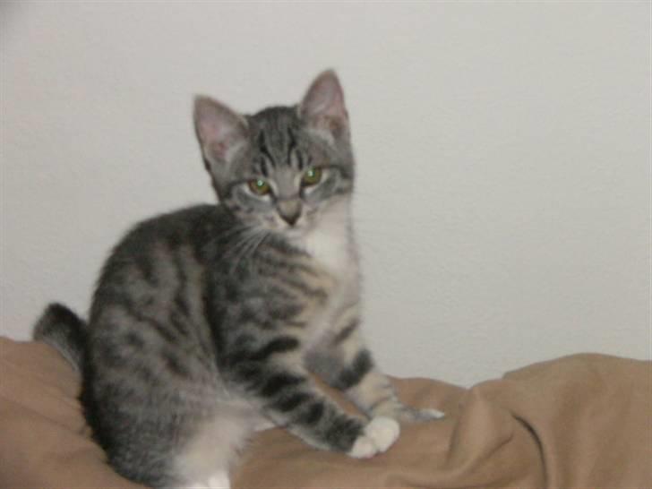 Huskat Phoebe billede 9