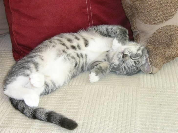 Huskat Phoebe billede 10