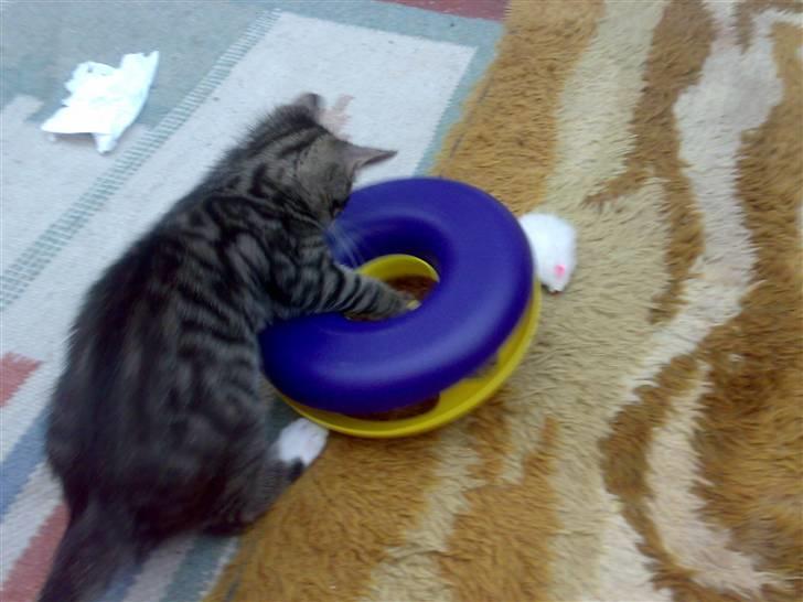 Huskat liv billede 6