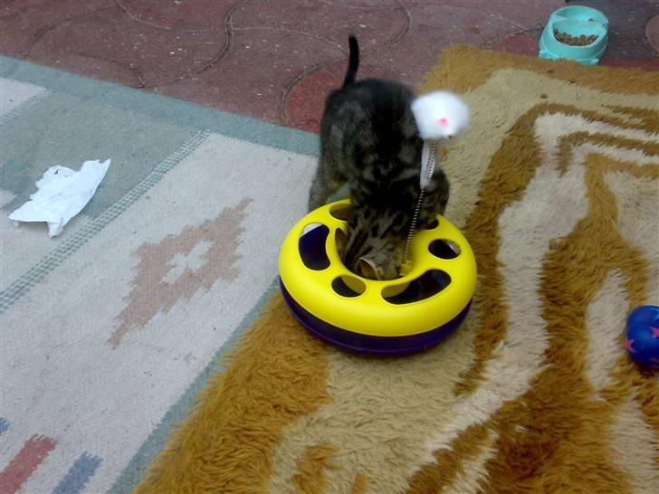 Huskat liv billede 7