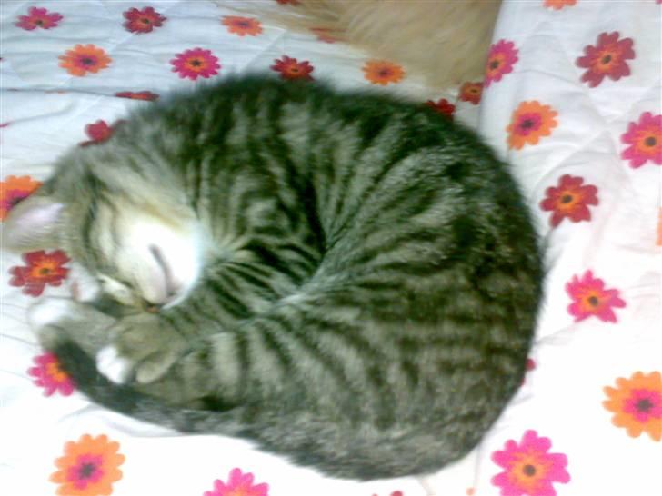 Huskat liv billede 8