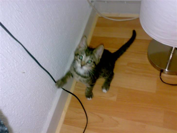 Huskat liv billede 9