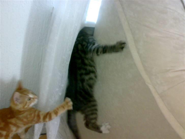 Huskat liv billede 10