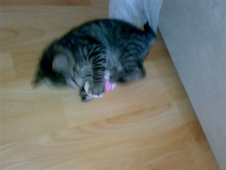 Huskat liv billede 11