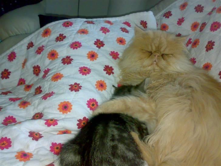 Huskat liv billede 12