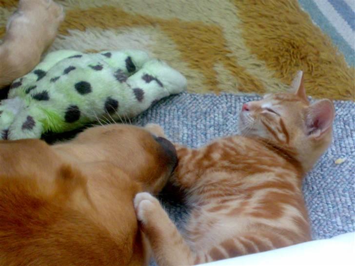 Huskat futte billede 13