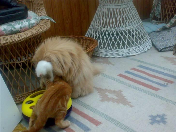 Huskat futte billede 14