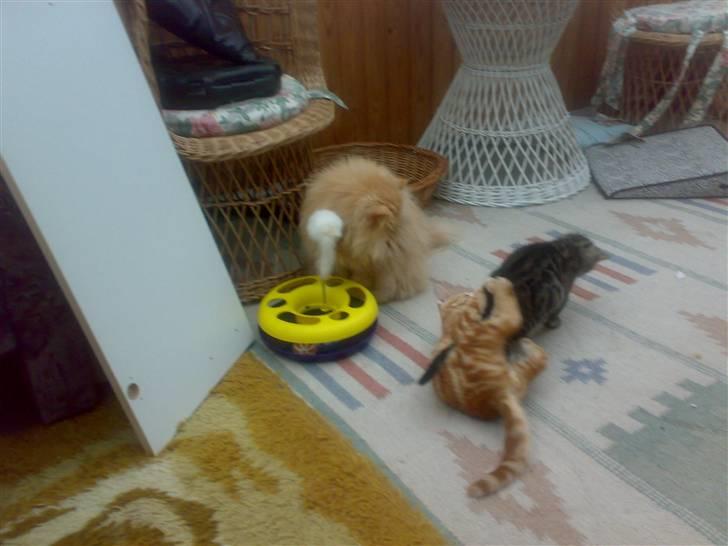 Huskat futte billede 15