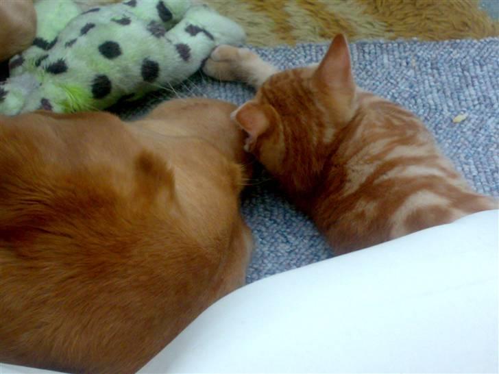 Huskat futte billede 16