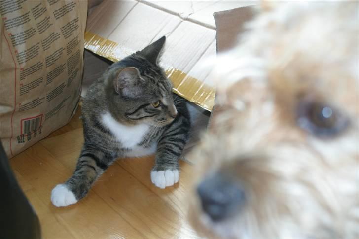 Blanding af racer Buster billede 15