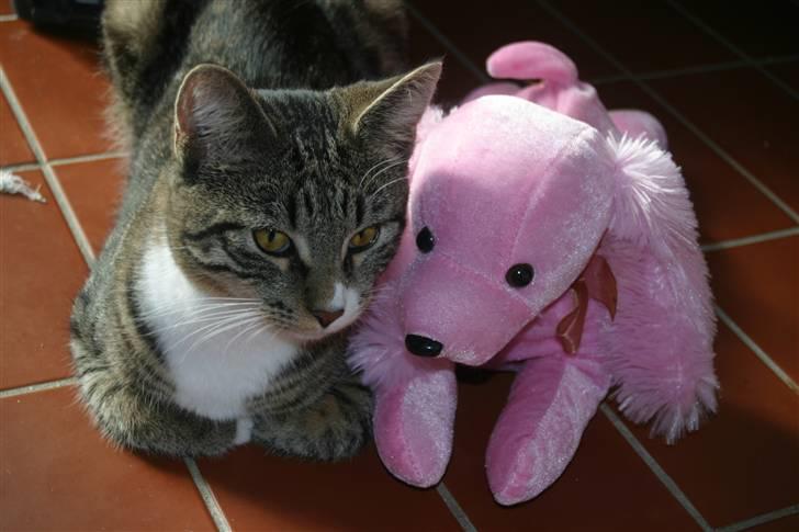 Blanding af racer Buster billede 16