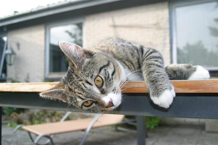 Blanding af racer Buster billede 17