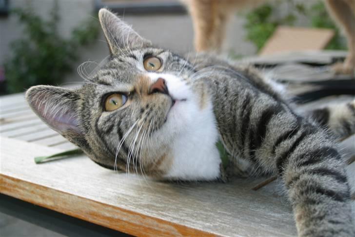 Blanding af racer Buster billede 18