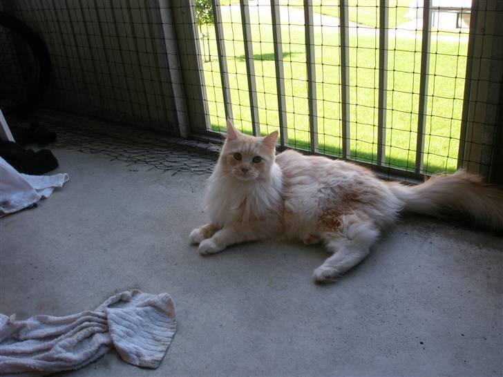 Maine Coon Disney billede 16