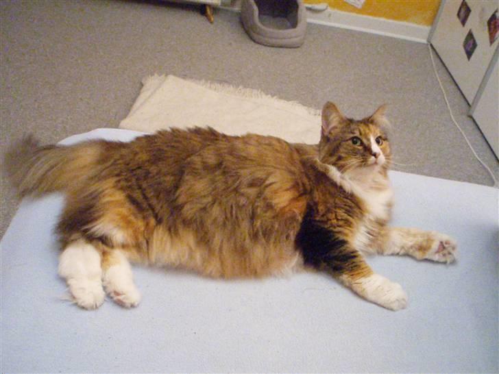 Norsk Skovkat R.I.P Saffi - Nu kan jeg ikke blive bredere! :D billede 7