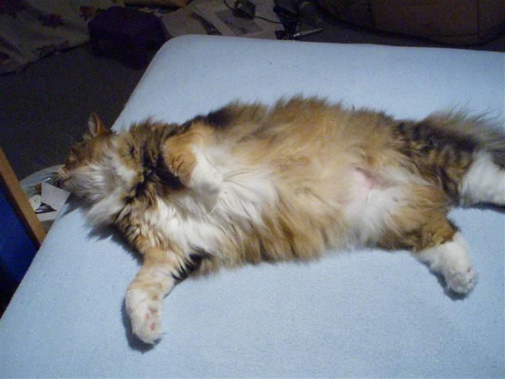 Norsk Skovkat R.I.P Saffi - SE MIN MAVE. :D billede 8