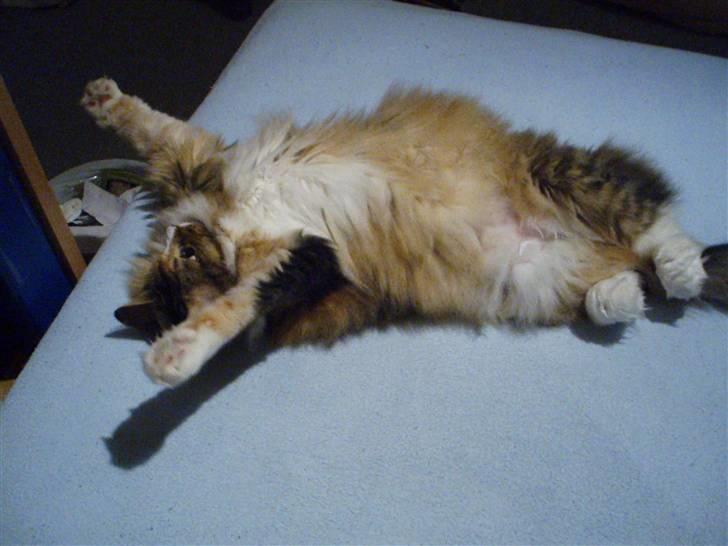 Norsk Skovkat R.I.P Saffi - Giv mig en krammer.. :D billede 9