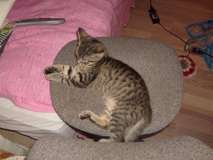 Blanding af racer ((( Bellis ))) - (Belle)  billede 5