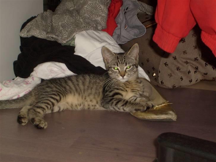 Blanding af racer ((( Bellis ))) - (Belle)  billede 6