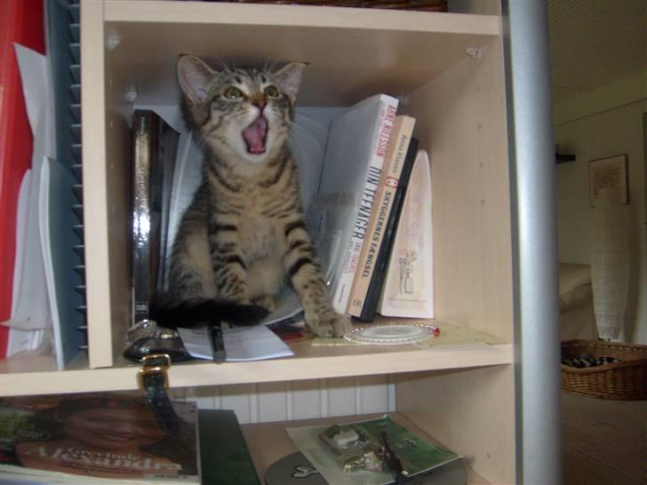 Blanding af racer ((( Bellis ))) - (Belle)  billede 7