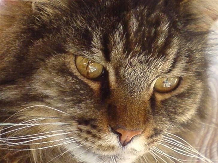 Maine Coon Mikkel - R.I.P 1995-08 - en rigtig løve billede 10