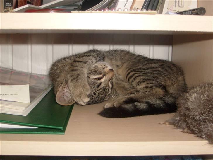 Blanding af racer ((( Bellis ))) - (Belle)  billede 8