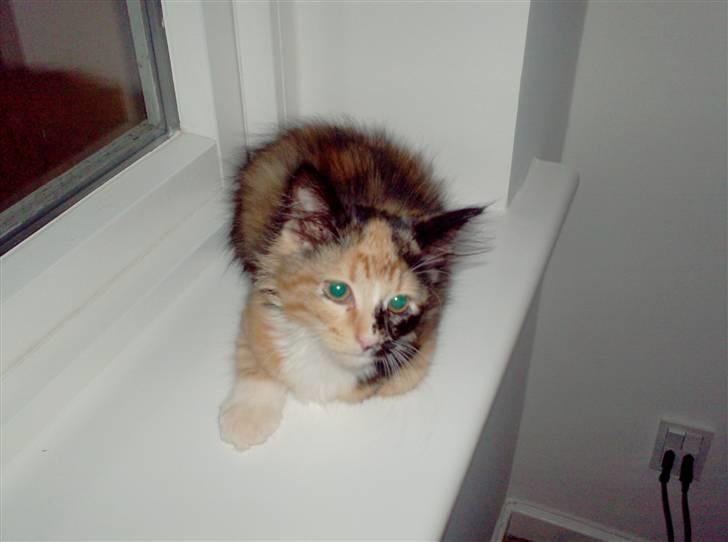 Norsk Skovkat Minnie billede 9