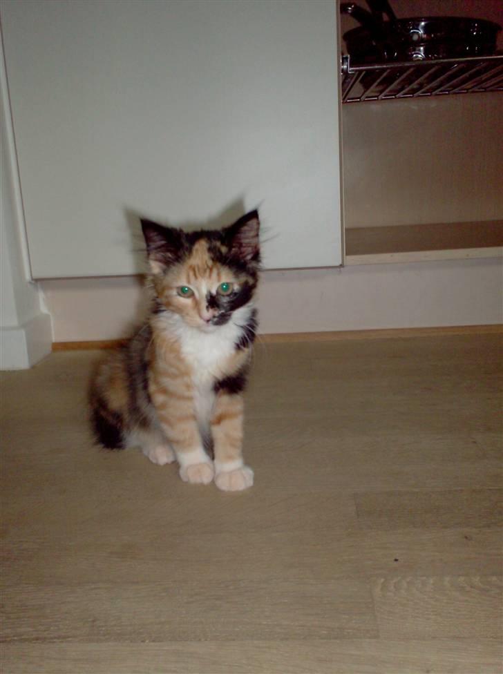 Norsk Skovkat Minnie billede 10