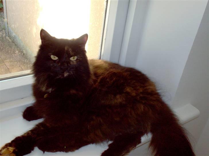 Blanding af racer Mimse billede 13