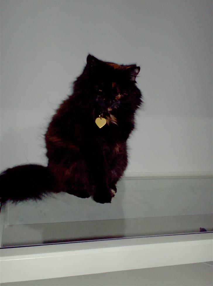 Blanding af racer Mimse billede 14