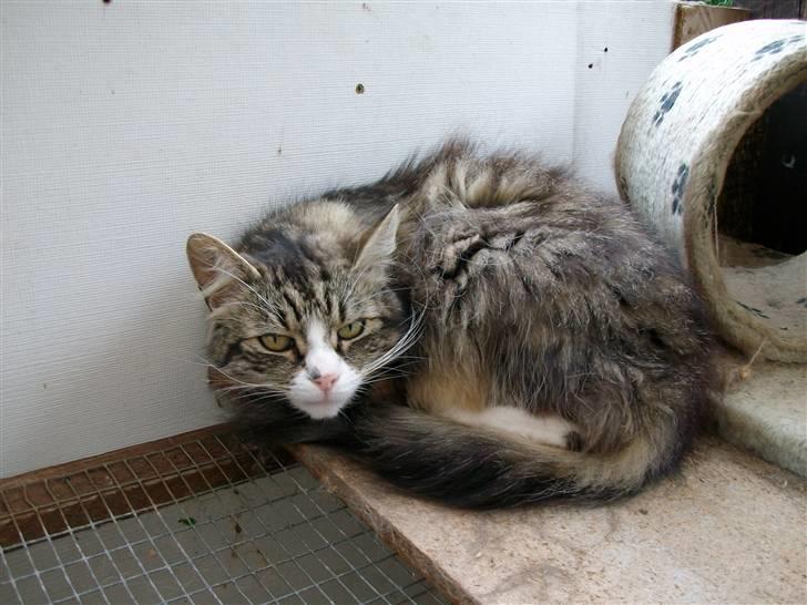 Blanding af racer malli R.I.P - jeg sover billede 5