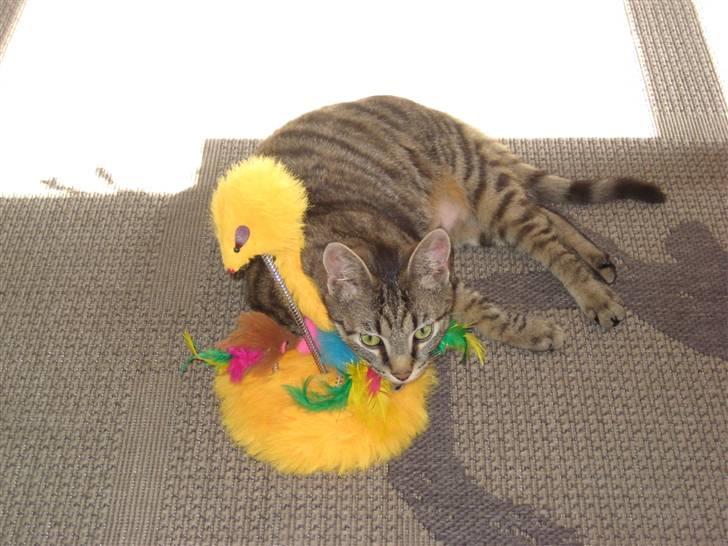 Huskat Thor - Uha den er sjov den her billede 11