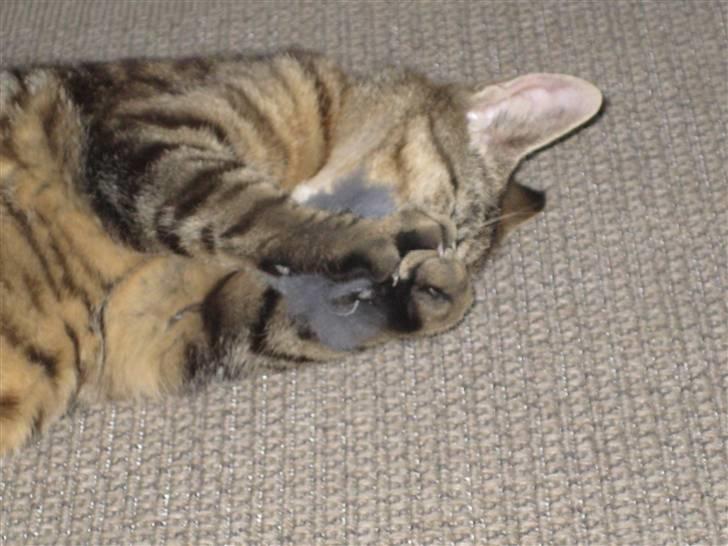 Huskat Thor - Rigtig god mus - jeg ved det jeg er en dygtig jæger billede 12