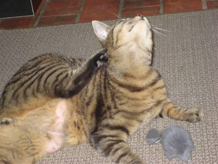 Huskat Thor - Ah ja det klør billede 13