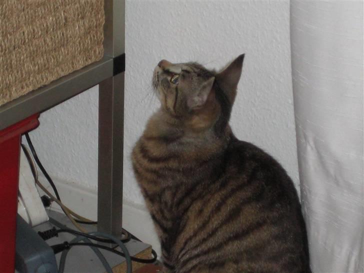 Huskat Thor - Den store fisk i den der beholder skal jeg nok fange en dag - jeg kan se den kan jeg billede 14