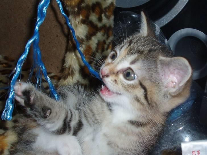 Huskat Adina - Så skal der leges! billede 5